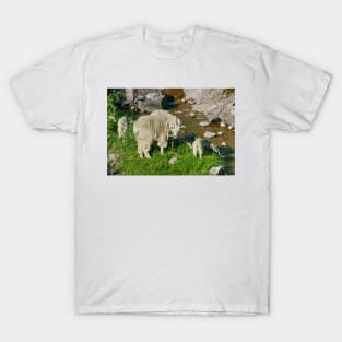 Glacier National Park and Rocky Mountain Sheep T-Shirt